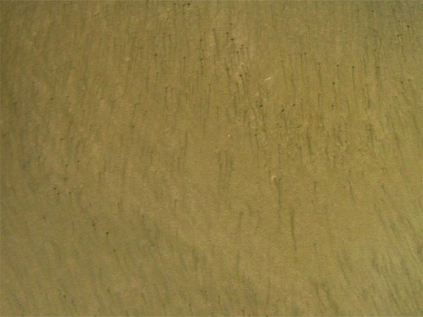 Metallic Mica Powder Pigment — Ecru