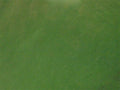Metallic Mica Powder Pigment — Spring Green